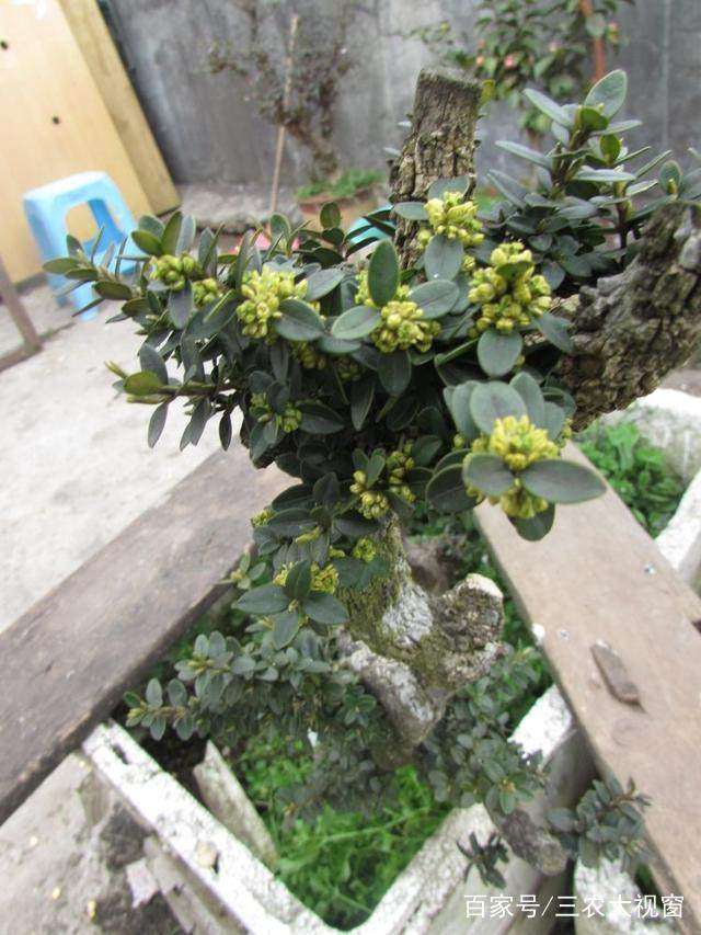 大叶黄杨盆景耐修剪 怎么造型的方法