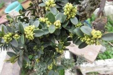 大叶黄杨盆景耐修剪 怎么造型的方法