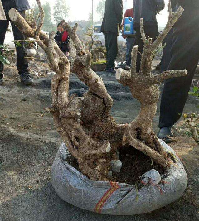 长颈鹿黄杨盆景下山桩