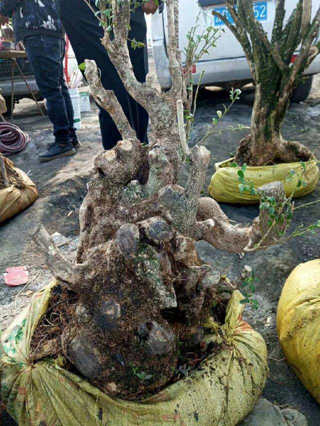 60元买的长颈鹿黄杨盆景下山桩