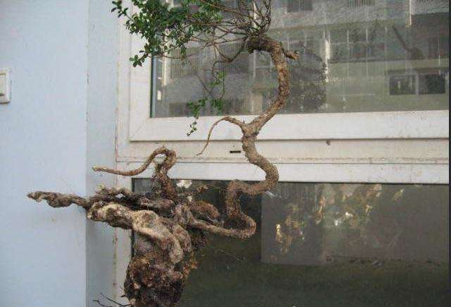 农村集市上的一颗下山桩黄杨要价2800元