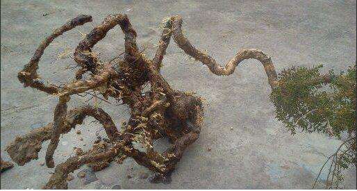 农村集市上的一颗下山桩黄杨要价2800元