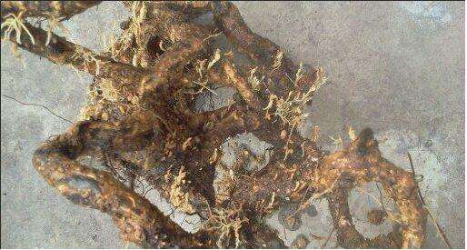 农村集市上的一颗下山桩黄杨要价2800元