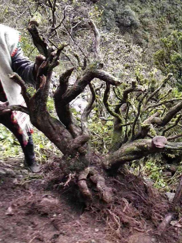 百年黄杨下山桩被盗挖