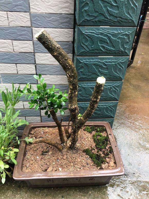 怎么提高黄杨下山桩存活率的3个方法