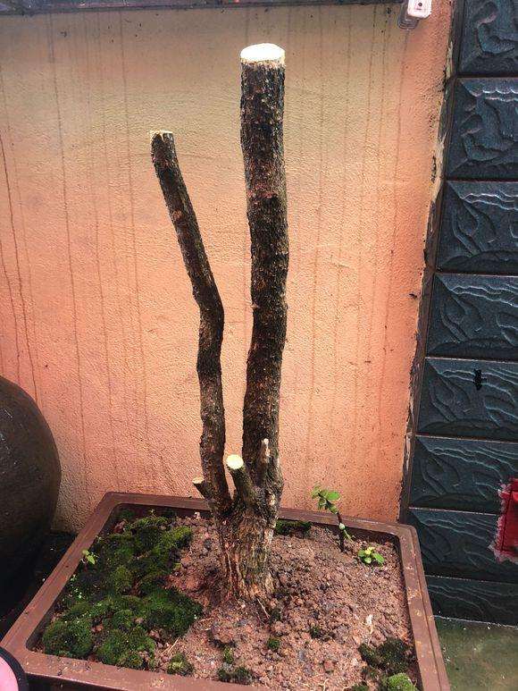 怎么提高黄杨下山桩存活率的3个方法