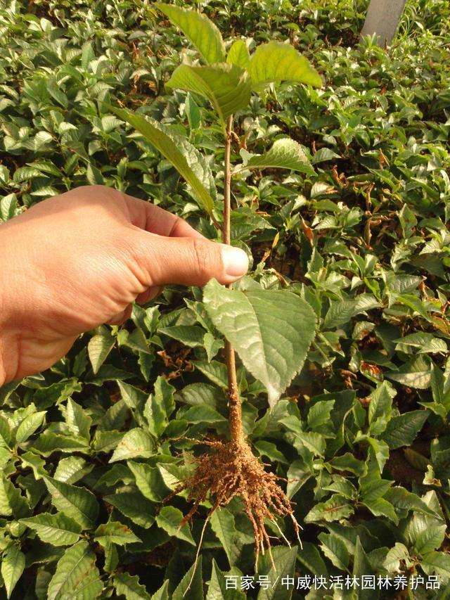 大叶黄杨盆景怎么扦插管理的方法