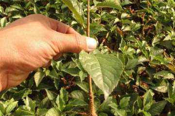 大叶黄杨盆景怎么扦插管理的方法 图片