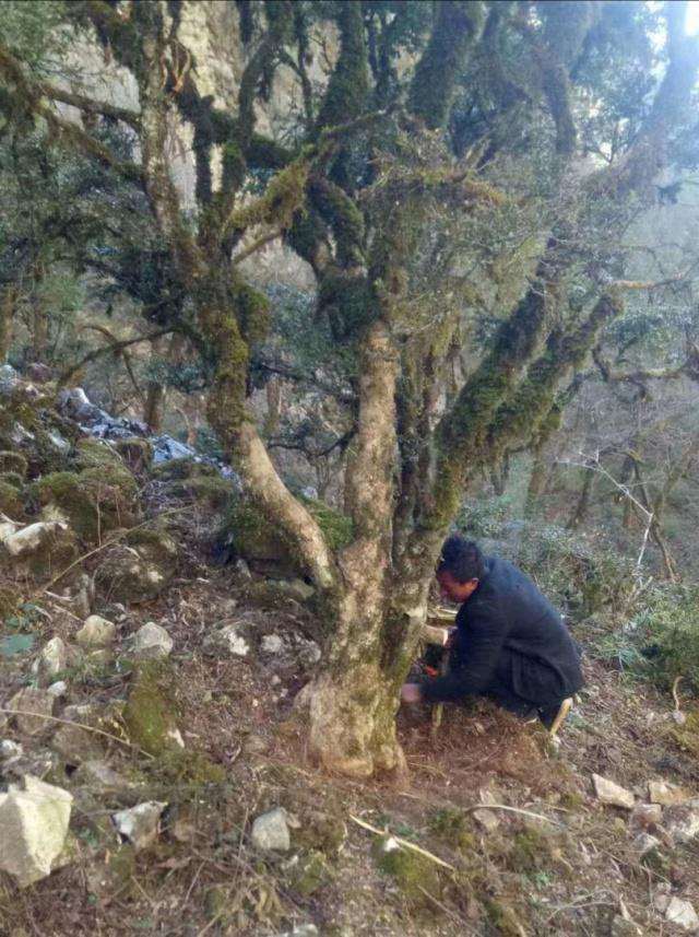 大爷进山遇超大黄杨下山桩