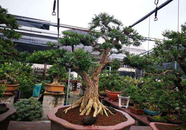 黄杨盆景怎么发芽修剪的方法