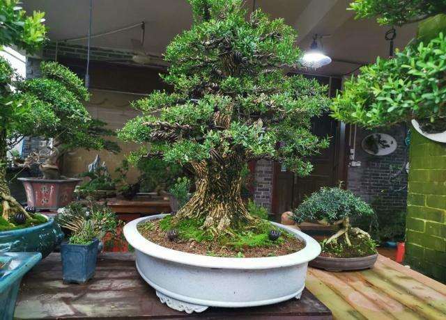 黄杨盆景怎么发芽修剪的方法