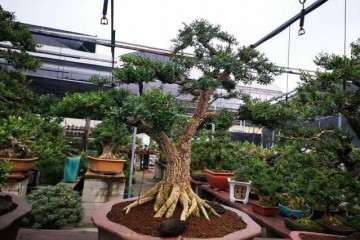 黄杨盆景怎么发芽修剪的方法 图片