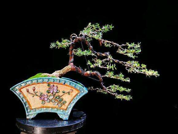 雀舌黄杨怎么用铝丝制作盆景造型