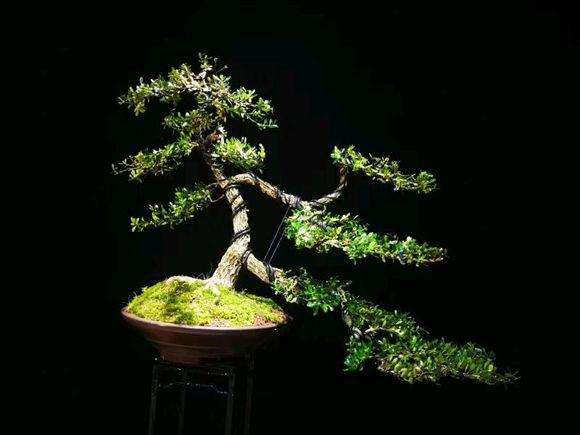 雀舌黄杨怎么用铝丝制作盆景造型