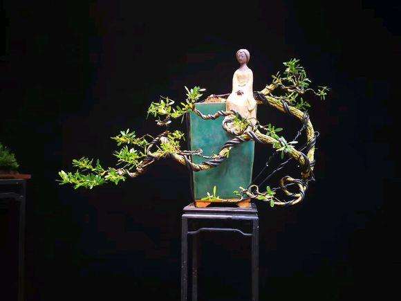 雀舌黄杨怎么用铝丝制作盆景造型