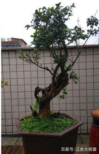 捡了棵黄杨下山桩怎么修剪造型成盆景