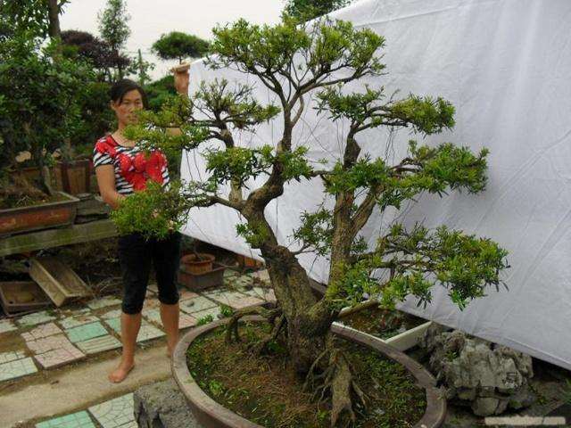 黄杨盆景上盆完成之后