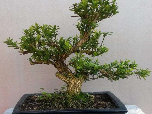 黄杨盆景上盆完成之后