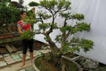 黄杨盆景上盆完成之后 要给其浇定根水