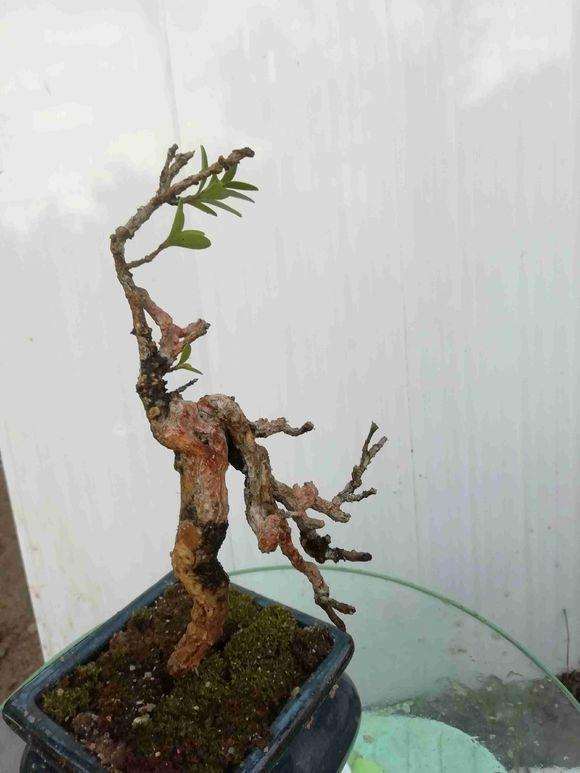 黄杨下山桩怎么制作附石盆景