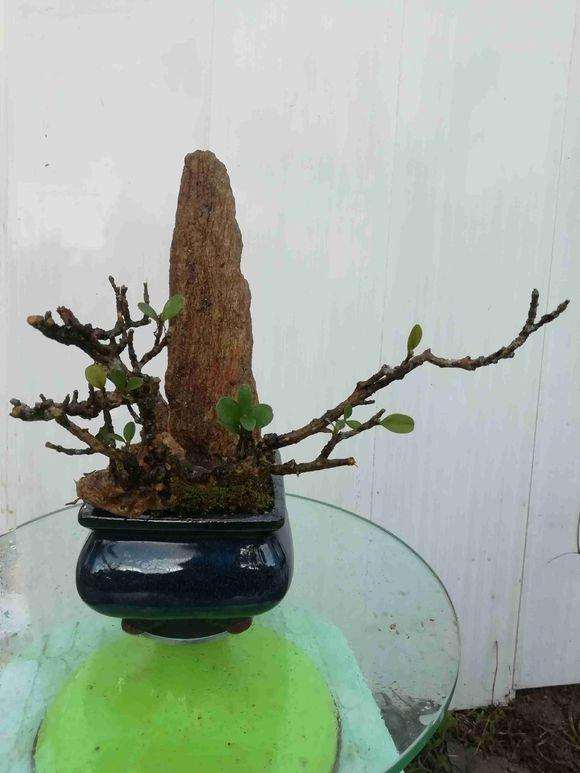 黄杨下山桩怎么制作附石盆景