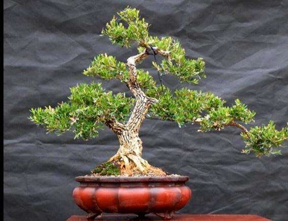 小叶黄杨盆景的生长习性有什么不同吗