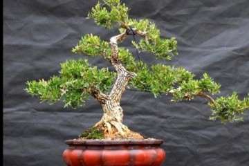 小叶珍珠黄杨盆景的生长习性有什么不同吗