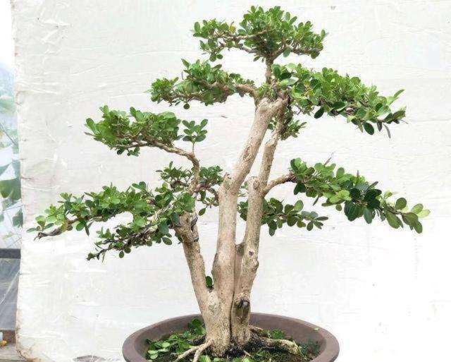 小叶黄杨盆景怎么养护的