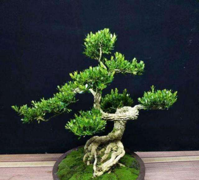 小叶黄杨盆景怎么养护的