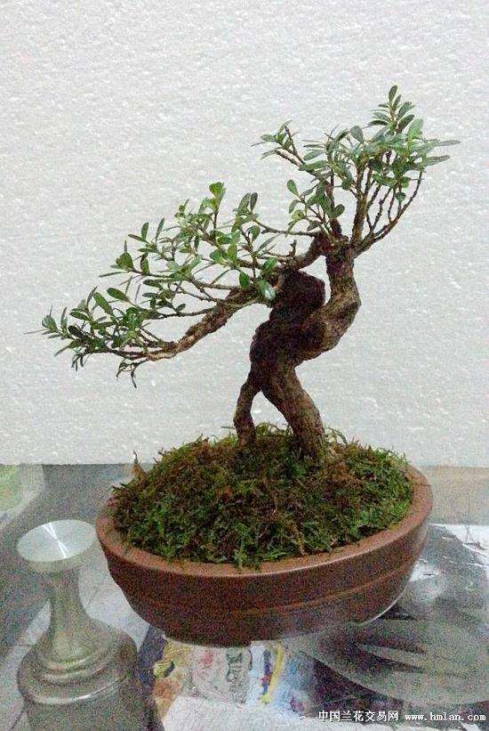 春季怎么蟠扎黄杨制作成盆景