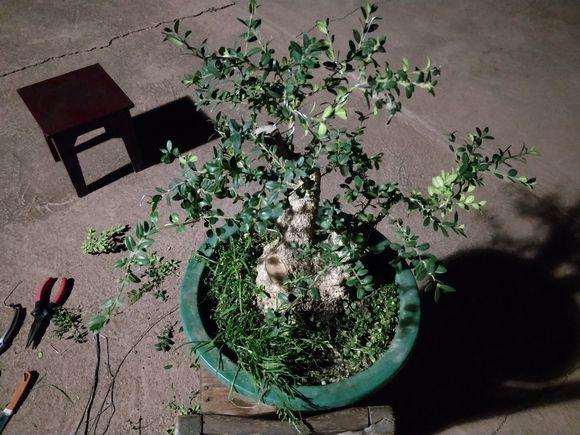 300买的黄杨下山桩怎么剪攀扎