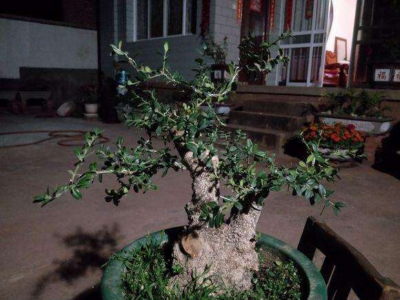 300买的黄杨下山桩怎么剪攀扎