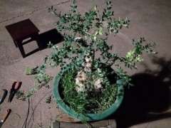 300买的黄杨下山桩怎么剪攀扎 图片