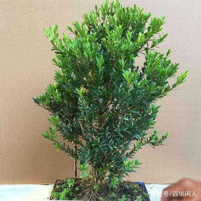 小叶黄杨盆景截枝后怎么发芽的4个方法