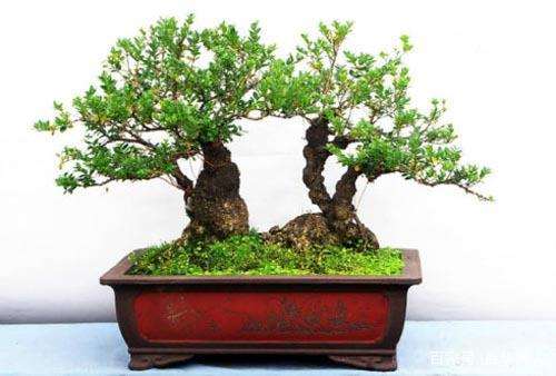 小叶黄杨盆景截枝后怎么发芽的4个方法