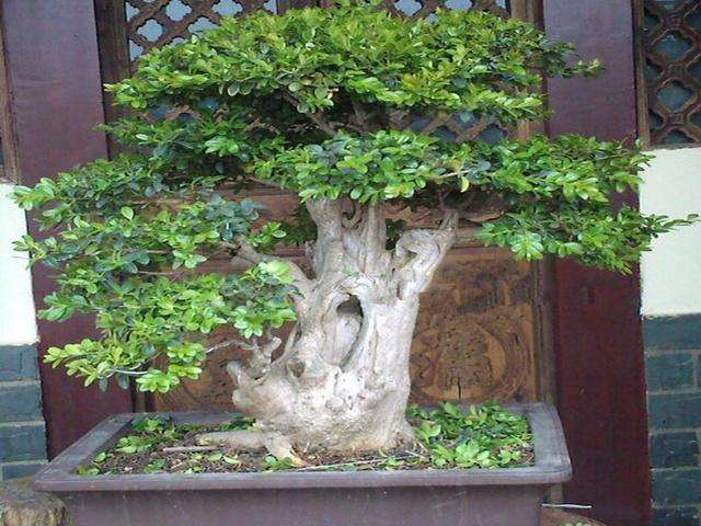 大哥的一盆黄杨盆景卖1888元