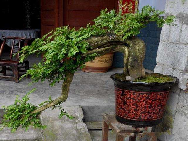 大哥的一盆黄杨盆景卖1888元