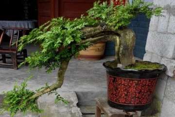 大哥的一盆黄杨盆景卖1888元 可以吗