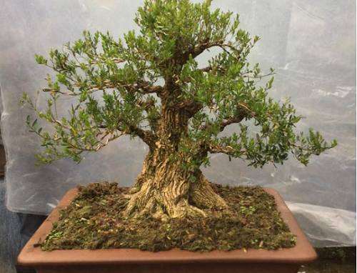 养殖黄杨盆景怎么上盆造型的方法