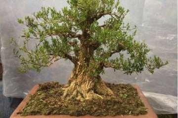 养殖黄杨老桩盆景怎么上盆造型的方法