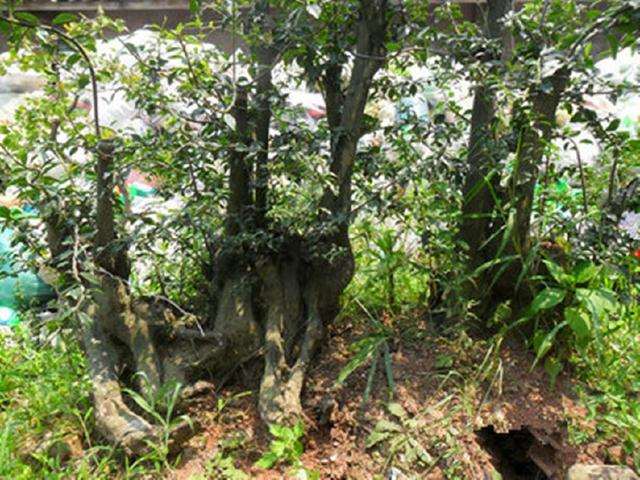 买家看上这株黄杨下山桩 2500元价格买走