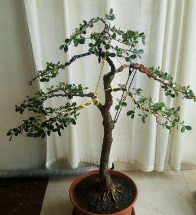 黄杨盆景怎么拿弯的方法