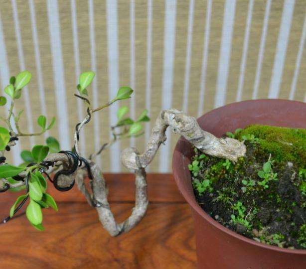 黄杨盆景怎么拿弯的方法