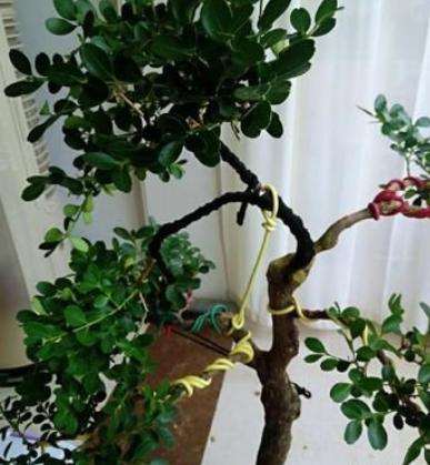 黄杨盆景怎么拿弯的方法