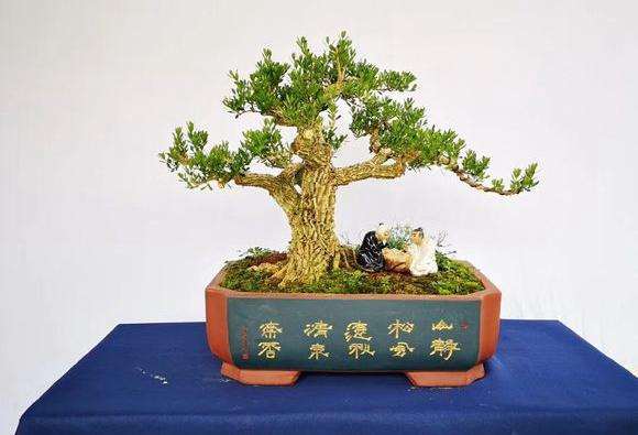 刘先生培育雀舌黄杨老桩盆景 可以吗