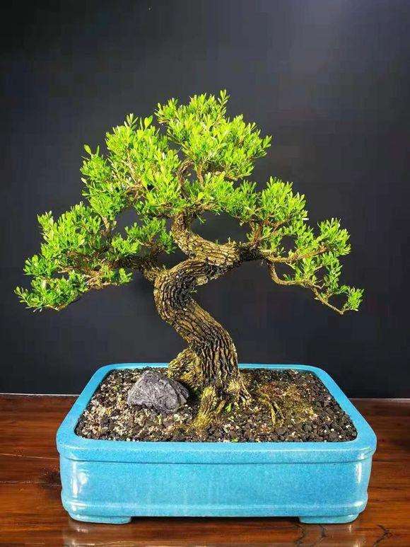 刘先生培育雀舌黄杨老桩盆景 可以吗