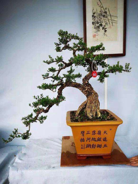 刘先生培育雀舌黄杨老桩盆景 可以吗