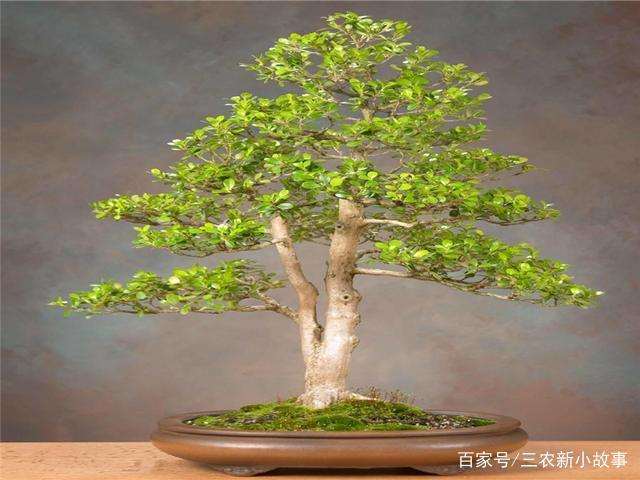 黄杨盆景怎么养护管理