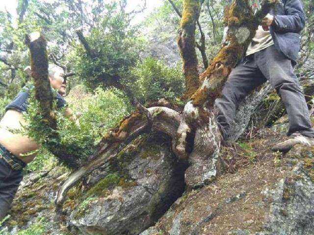 50来岁还在挖黄杨下山桩