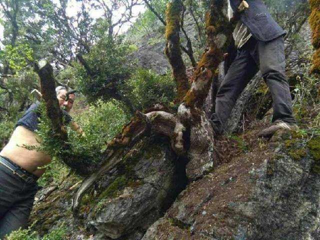 50来岁还在挖黄杨下山桩